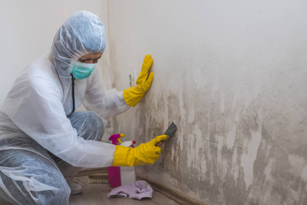 Best Forensic Mold Investigation  in La Blanca, TX